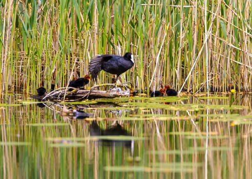 A Coot with Chicks in a Park, Ziegeleipark in  Heilbronn, Germany, Europe