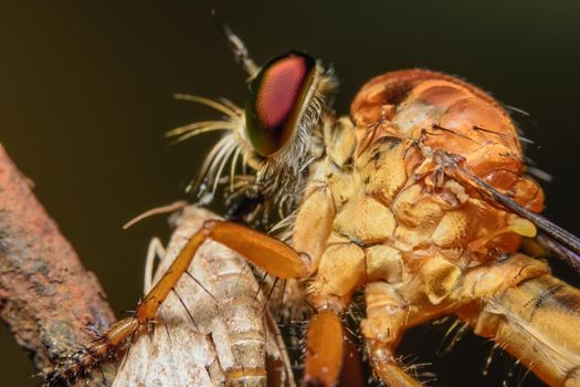 Macro Robber fly on leaf