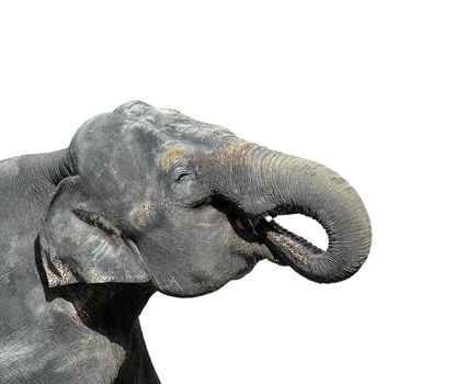 Elephant isolated on white. Portrait of a big gray elephant close up. Zoo animals.
