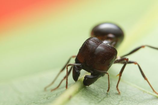 Close-up photo of ants Pheidole jeton driversus on a branch