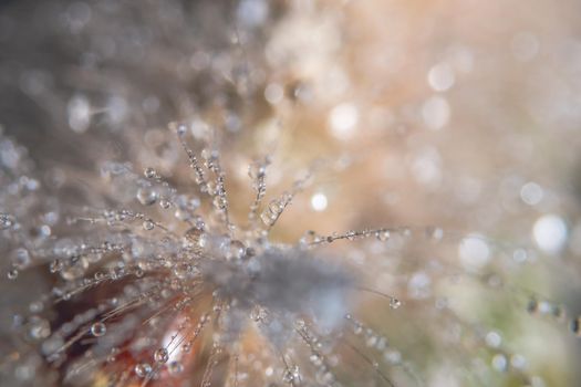 Macro drops of water on fur