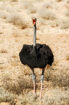 African Ostrich with open beak in Kgalagadi transfrontier park, South Africa ; Specie Struthio camelus family of Struthionidae