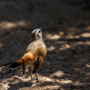 Kalahari Scrub Robin in Kgalagadi transfrontier park, South Africa; specie Cercotrichas paena family of Musicapidae