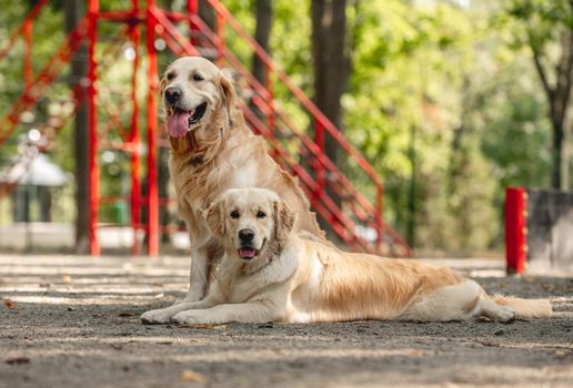 Two golden retriever dogs resting outdoors together. Cute purebred pets labradors posing in the park and looking at camera