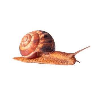 A grape brown snail with a large shell is crawling. Isolated image for print, face cream. Healing snail mucin.