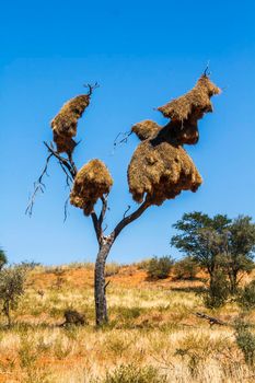 Sociable Weaver in Kgalagadi transfrontier park, South Africa; specie Philetairus socius family of Ploceidae