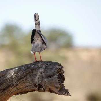 Pale Chanting-Goshawk up side down rear view on a stump in Kgalagadi transfrontier park, South Africa; specie Melierax canorus family of Accipitridae