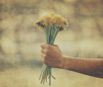 Woman holding bouquet of yellow dandelions outdoor in summer, close-up of hand with flowers. Vintage image