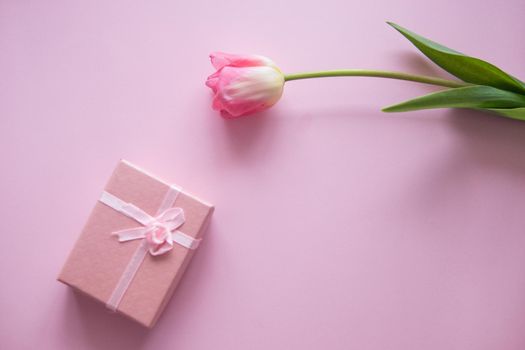 Pink Tulip flower and gift box are located on a pink background. The view from the top, flat bed. The concept of minimalism. Empty space for the text. Spring concert. Women's day. Mother's day.