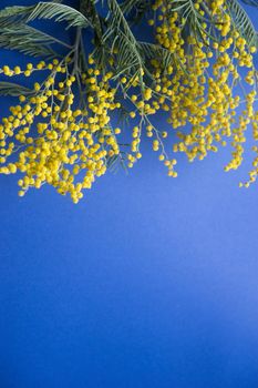 Spring concert. Mimosa on a blue background. Mimosa close-up. Happy spring. Space for text.