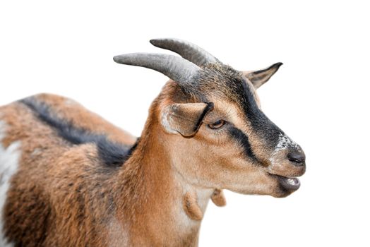 Goat portrait close up. Beautiful, cute, young brown goat isolated on white background. Farm animals.