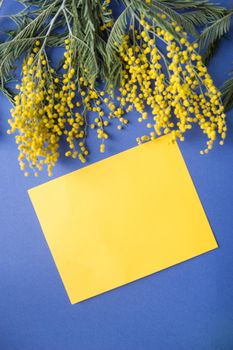 Spring concept, top view. Mimosa and a sheet of yellow paper on a blue background. Mimosa close-up. Happy spring. Space for text.