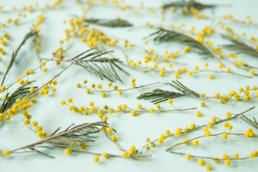 Mimosa twigs are spread out on a mint background. Spring concept. Spring background. A top view of a flat image.