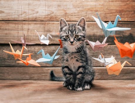 Cute little kitten sitting among colorful paper origami bird cranes and staring at camera