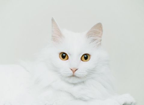 Fluffy cute cat of white color looking at camera. High key photography