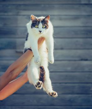 Female hands holding curiosity cat with black nose on wooden background, cat looking at camera