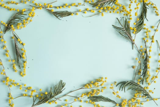 Mimosa twigs are spread out on a mint background. Spring concept. Spring background. A top view of a flat image, place for text.