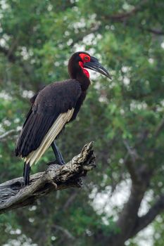 Specie Bucorvus leadbeateri family of Bucerotidae