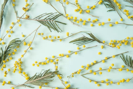 Mimosa twigs are spread out on a mint background. Spring concept. Spring background. A top view of a flat image.