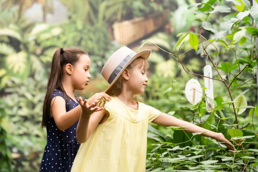Two little sisters holding a butterfly in their hands. Children exploring nature. Family leisure with kids at summer.