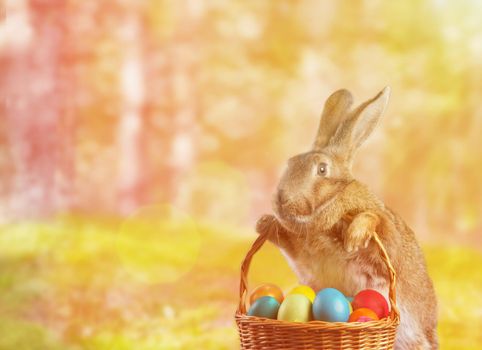 Beautiful Easter rabbit holds basket with colored eggs on nature. Image with sunlight effect