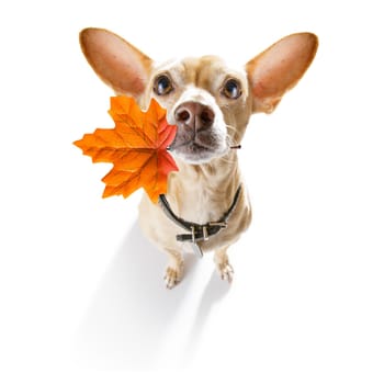 Autumn fall dog
