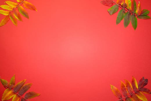 Beautiful bright autumn leaves on red paper background with copy space.