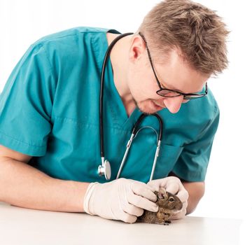 Qualified vet doctor is examining his little patient, the degu, isolated on white background