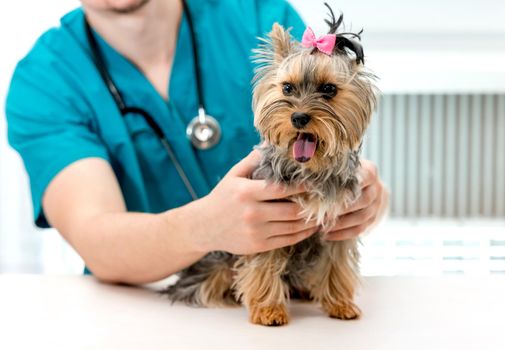 Veterinarian hands holding Yorkshire Terrier dog on examination table in vet clinic. Pet doctor taking care of Yorkshire Terrier dog. Selective focus on pet