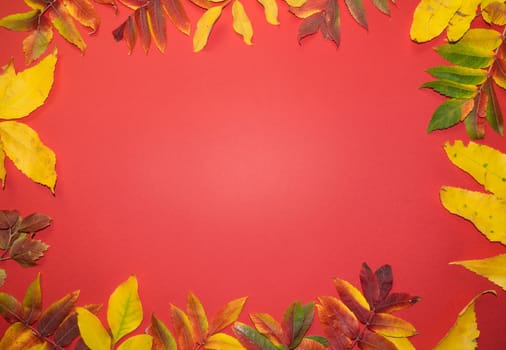 Beautiful bright autumn leaves on red paper background with copy space.