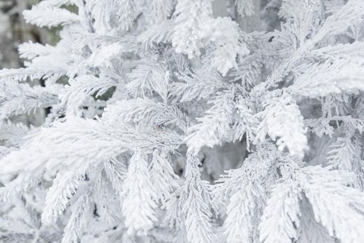 Christmas tree with frozen frost on the branches background