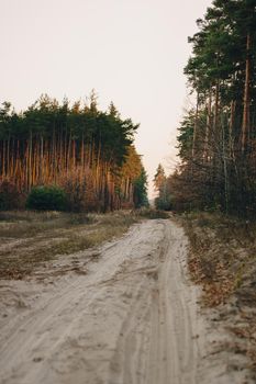 Forest road under sunset sunbeams. Lane running through the autumn pine forest at dawn or sunset.