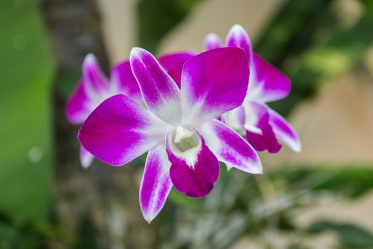 Close up of beautiful pink Orchid flower