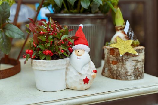 Decoration pot with santa claus and Gaultheria Procumbens - WIntergreen plant