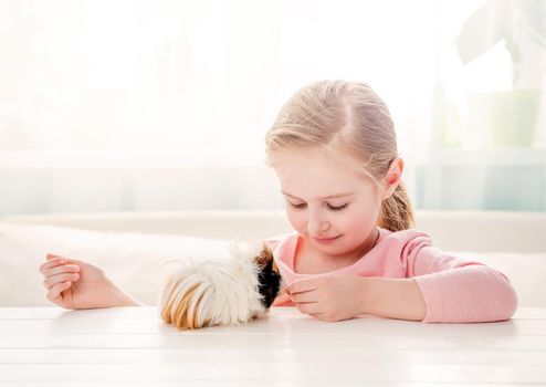 Charming little girl feeding her guinea pig on the table at home