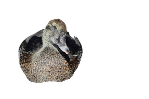 Domestic duckling sitting isolated on white background. Farm water birds. Copy space