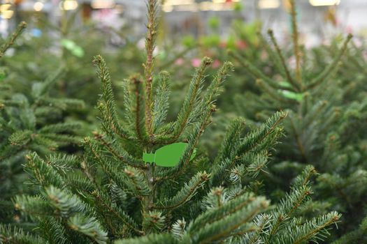 Christmas trees for sale at a market