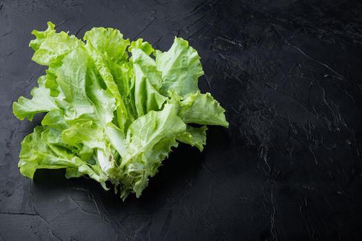 Raw organic green, oak lettuce, on black background with copy space for text
