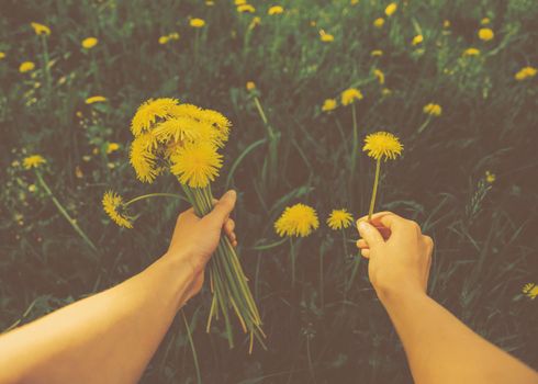 Woman picking flowers yellow dandelions on meadow in summer. Point of view shot. Image with instagram vintage color effect