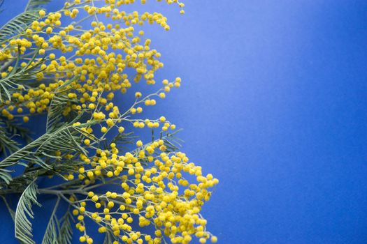 Spring concert. Mimosa on a blue background. Mimosa close-up. Happy spring. Space for text.