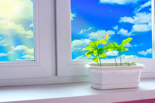 Young plants of oaks on window-sill of balcony and view to cloudy sky. Young trees are ready to planting. Sunny rays penetrate into the room. Tree planting. Gentle sun