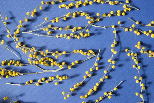 Mimosa twigs are spread out on a blue background. Spring concept. Spring background. A top view of a flat image.