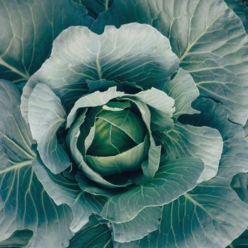 Green cabbage close-up, top view