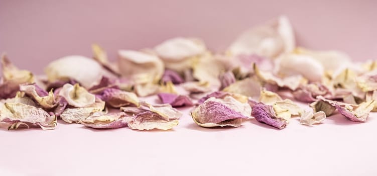 Rose flower buds and dried petals on pink background. Macro flowers backdrop for holiday brand design