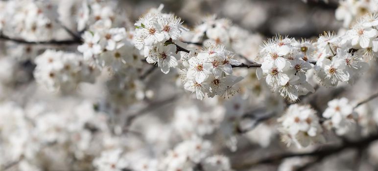 Cherry blossoms in spring. Beautiful white flowers