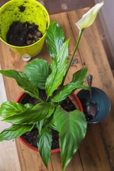 A woman transplants a spathiphyllum flower into a square flower pot. Floriculture, close-up.
