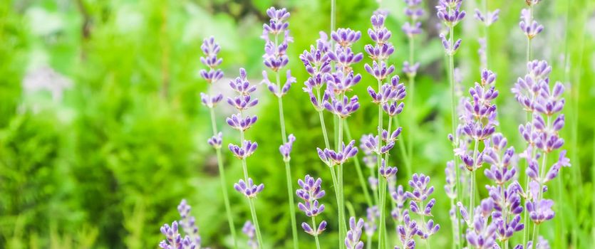 Soft focus on beautiful lavender flowers in summer garden