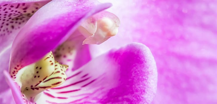 Purple orchid phalaenopsis flower fragment. Macro. Floral background