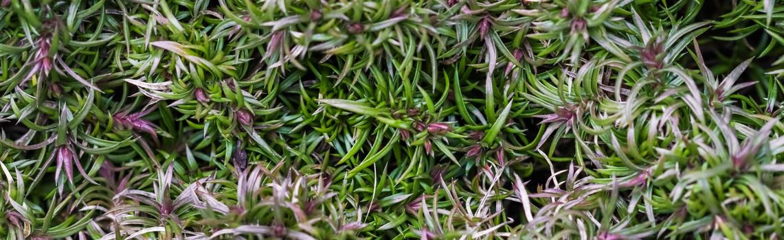 Green background of long spreading stems, foliage and buds of Creeping Phlox flowers in the garden. Nature background, botanical concept