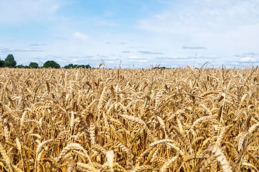 Close-up of ears of cereal crop in the field. Harvest, autumn concept. Selective and soft focus.